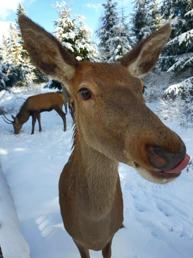 Domek Na Zaciszu Zakopane Kültér fotó